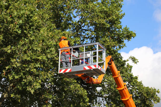 Trusted Lonaconing, MD Tree Removal and Landscaping Services Experts